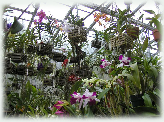 Greenhouse Reviews greenhouse and plant growing construction greenhouse