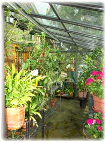 exotic plant and orchid growing all year