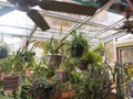 Plants (1)